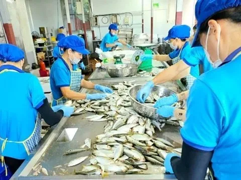 Cá mòi kho Kiến Thụy - Hương vị quê biển vươn ra thế giới