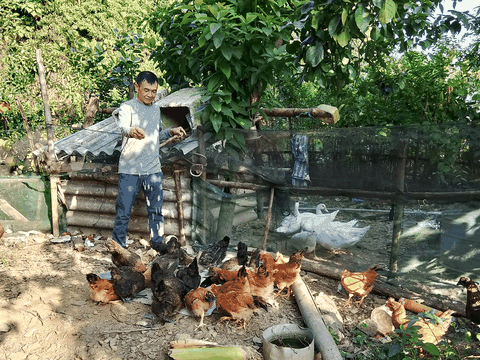 Cựu binh 63 tuổi biến vườn đồi thành trang trại ong mật và chăn nuôi hiệu quả