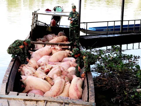 Giá thịt lợn vọt lên đỉnh, hàng lậu đổ về chợ Việt, cảnh báo lợn ăn ‘chất cấm’