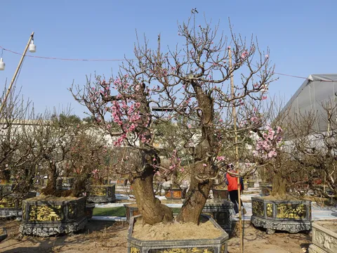 Đào rừng cổ thụ đổ bộ Hà Nội, nhiều cây giá 200 triệu chờ người mua