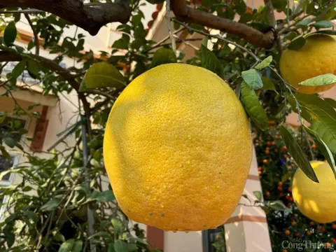 Bưởi 'khổng lồ' giá cả triệu đồng vẫn hút khách dịp Tết