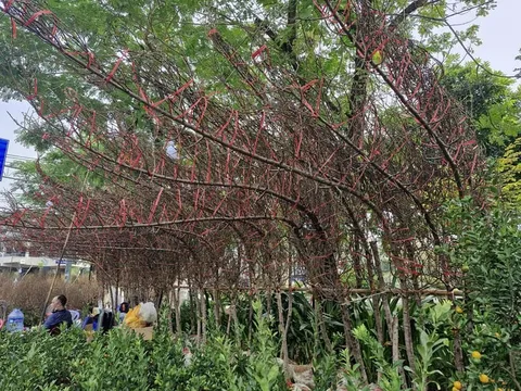 Hoa Tết 'đủng đỉnh' về chợ TP.HCM, đào huyền giá 7-9 triệu/cành