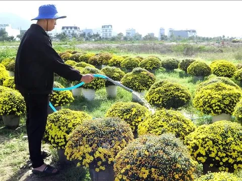 Thương lái gom hàng hoa phục vụ Tết