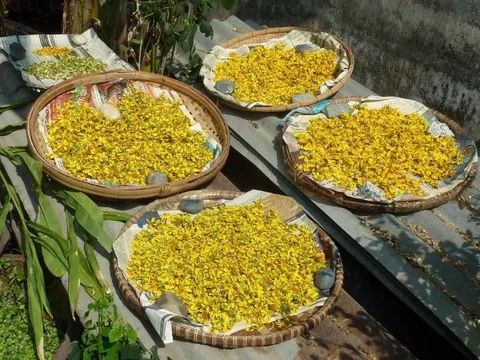 Loài hoa biểu tượng cho giàu sang, phú quý, sau Tết chớ vội vứt đi vì là 'thuốc quý'