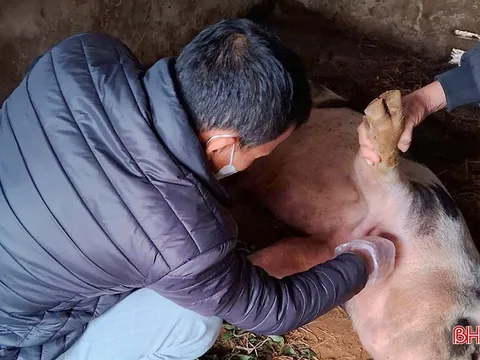 Khẩn trương khống chế, không để dịch tả lợn châu Phi lây lan diện rộng