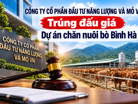 Công ty Đầu tư Năng lượng và Mỏ VN trúng đấu giá dự án bò Bình Hà: Có gì đáng chú ý?