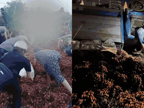 Mẹ ơi, vải ở đâu ra thế?