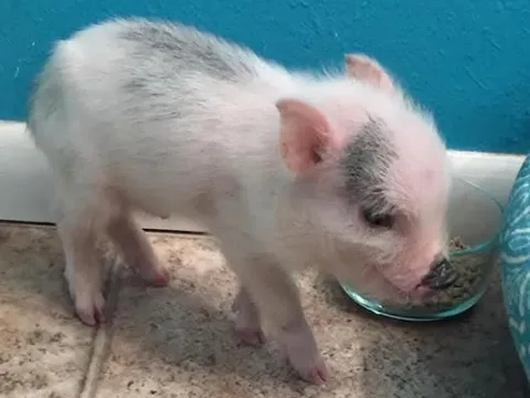 Cô gái mua lợn “mini” về nuôi làm thú cưng, vài tháng sau nặng hơn 90kg khiến chủ “khóc dở mếu dở”