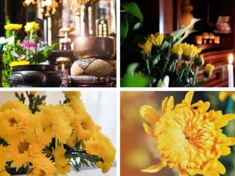 Cảnh báo tới các gia đình cắm hoa cúc trên bàn thờ ngày Rằm, mùng 1: Nhiều người vô tình mắc sai lầm này