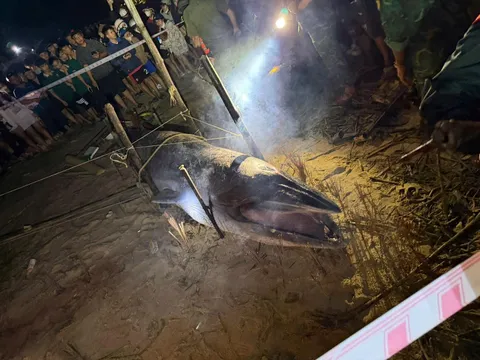 Cá Ông “lụy bờ” là điềm gì? Góc nhìn tâm linh và khoa học về hiện tượng cá voi dạt vào bờ