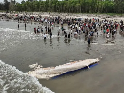 Đề xuất xây dựng “Bảo tàng cá Ông” tại Hải Châu: Tận dụng hiệu quả thiết chế văn hóa dư thừa ở Nghệ An