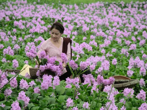 Nhặt một mùa quê đang rơi…