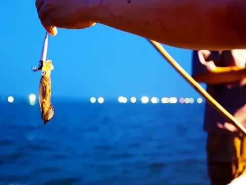 Mê mực Cửa Lò